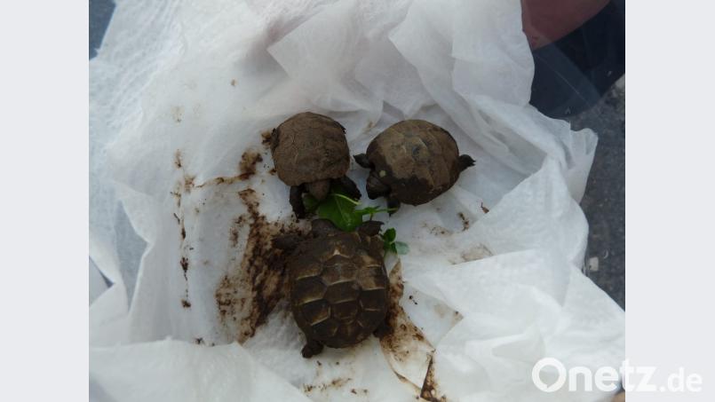 Kaum aus dem Ei, schon geht&#039;s ans Fressen: Dieses Trio zeigt einen gesunden Appetit auf Grünzeug. Bild: rlö