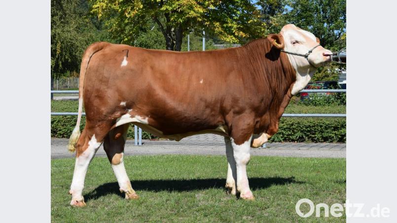 Bildunterschrift:

Der Betrieb Götz aus Großalfalterbach im Landkreis Neumarkt züchtete diesen Jungbullen des Bullenvaters „ETOSCHA“ (Kat.Nr. 1), der beim letzten Zuchtviehmarkt in Schwandorf zum Prüfungseinsatz an die Besamungsstation CRV-Deutschland überstellt wurde. Bild: exb/Traxinger