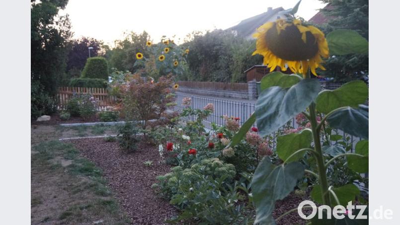 Auch dem sommerlich gestalteten Vorgarten merkt man die aktuelle Dürre und den Wassermangel an. Bild: weu
