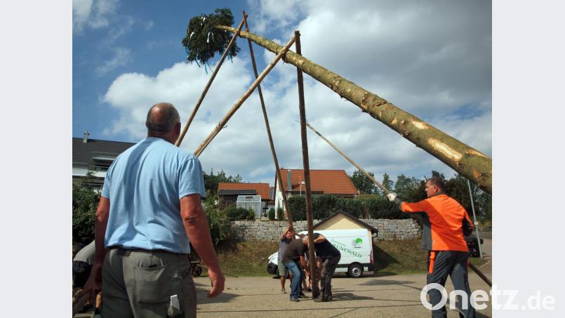 „A Kirwa ohne Kirwabaum is einfach nix", sagt Toni Meier (vorne links) und stellt mit kräftigen Mannsbildern einen Baum auf. Der grüßt nun vom Pfarrberg in Vilshofen über das Vilstal. Bild: sön
