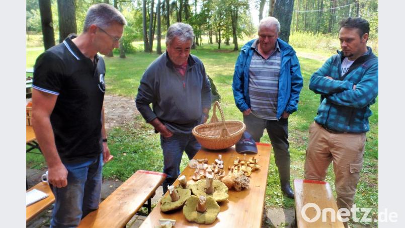 Pilzfachmann Stefan Hartwig (links) erklärt Teilnehmern der Wanderung die Merkmale einzelner Sorten. Auch Pilzunterseiten und Stiel sind für die Bestimmung wichtig. Bild: jml