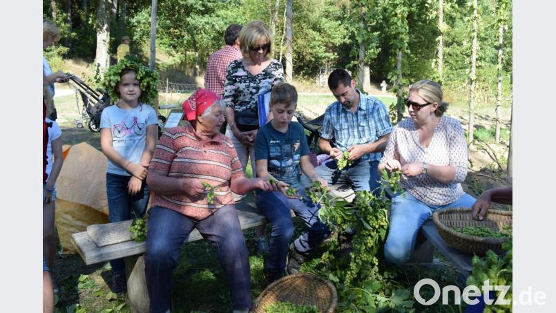 Hopfenzupfen war früher ein wichtiges Zubrot bei den Familien. Die Arbeit ist will gekonnt sein und ist ziemlich mühselig. Bild: bnr