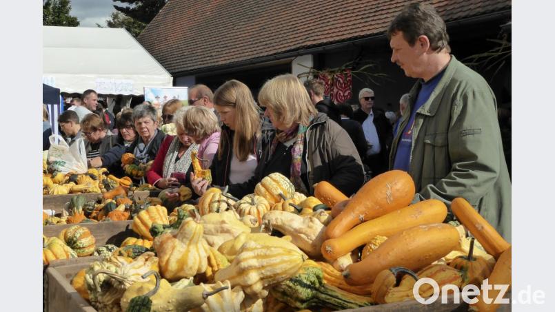 Für die einen ist es ein Traditionsgemüse, für die anderen Halloween-Deko. Beim Beutnerhoffest kommen Kürbisliebhaber aller Fraktionen auf ihre Kosten. Bild: fsb