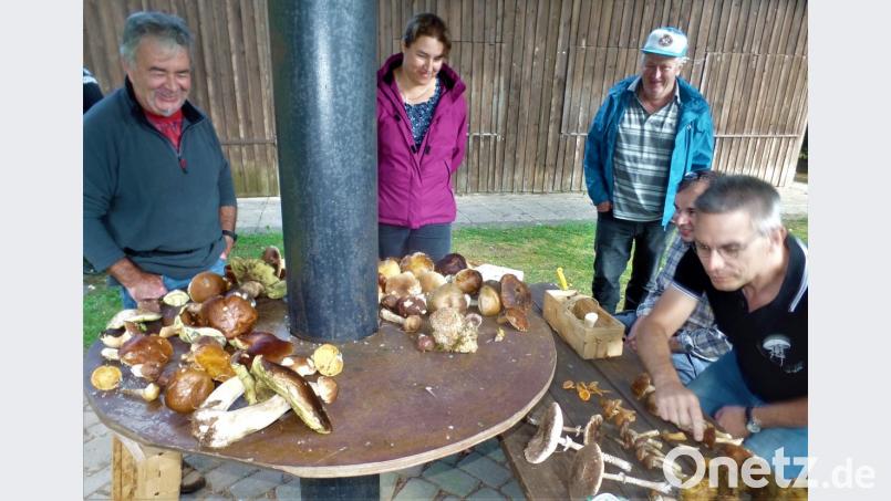 Pilzfachmann Stefan Hartwig (links) erklärt Teilnehmern der Wanderung die Merkmale einzelner Sorten. Auch Pilzunterseiten und Stiel sind für die Bestimmung wichtig. Bild: jml