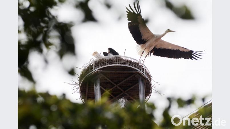 Auch der letzte Storch, der Altvogel, hat am Wochenende den Horst in Weiden verlassen. Das hat die Storchenbetreuerin daran erkannt, weil der Altvogel als einziger beringt ist. Bild: Gabi Schönberger
