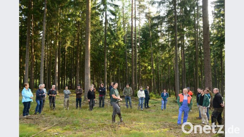 Förster Andreas Eiser, Waldbesitzervereinigung Eslarn-Vohenstrauß erklärt im Stadtwald Pleystein die notwendigen Arbeiten zum Waldumbau. Bild: bey