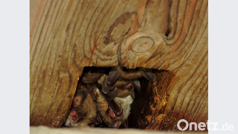 In den Zapfenlöchern des Kirchendachbodens verstecken sich die Fransenfledermäuse bis zum Ausflug in die Nacht. Bild: dip