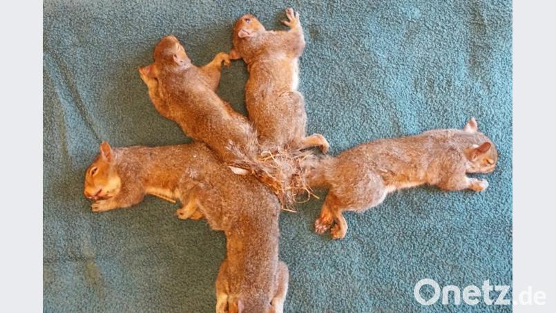Die fünf Eichhörnchen vor dem Eingriff. Bild: Wisconsin Humane Society