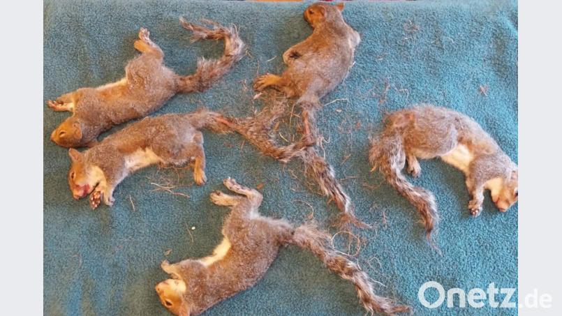 Noch sind die fünf Eichhörnchen betäubt - aber alles ging gut aus für die Nager. Bild: Wisconsin Humane Society