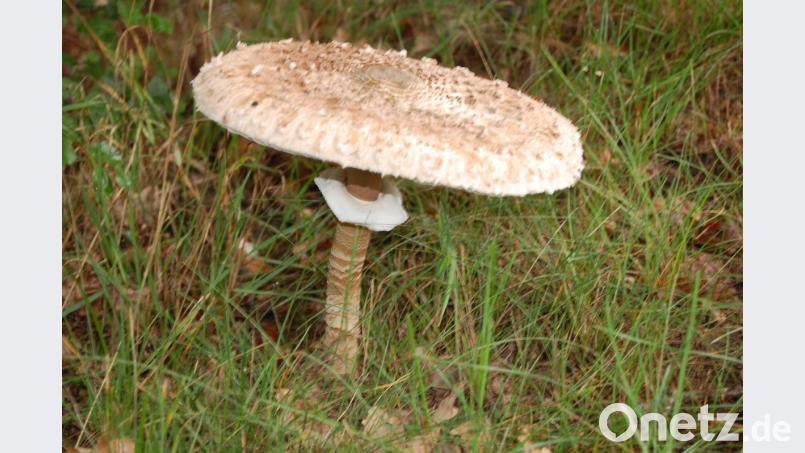 Der Parasolpilz soll besser schmecken als ein Kalbsschnitzel. Bild: az