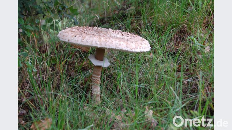 Der Parasolpilz soll besser schmecken als ein Kalbsschnitzel. Bild: az