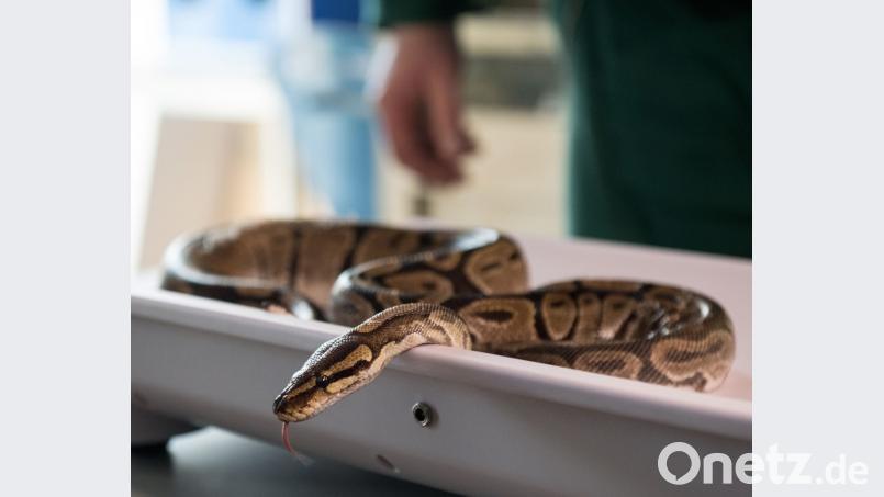 Eine junge Königspyton im Zoo am Meer von Bremerhaven (Bremen). Bild: Ingo Wagner/dpa