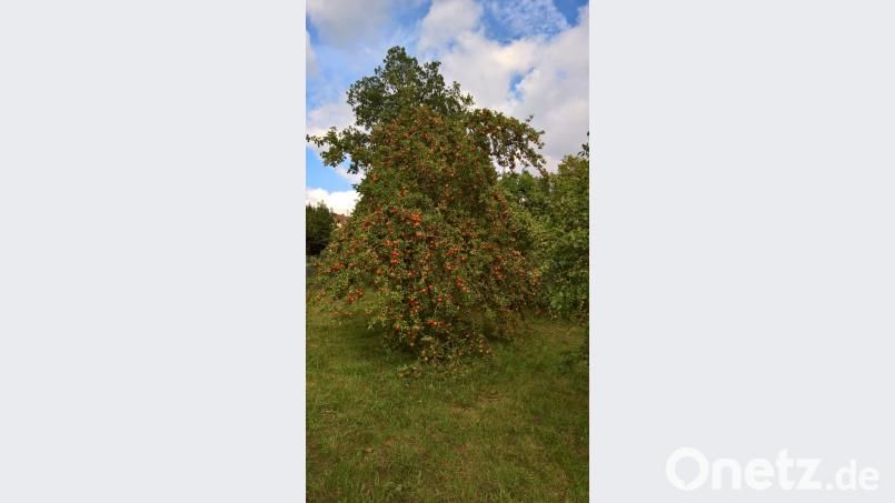 Dicht an Dicht hängen die Äpfel an den Bäumen am Ortseingang in Neustadt am Kulm und ziehen deren Äste zum Teil bis auf den Boden. Bild: rpp