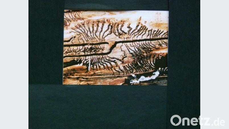 Brutbild des Buchdruckers: Von der Rammelkammer aus legt das Weibchen ein bis drei Muttergänge mit einer Länge von zirka 6 bis 15 Zentimeter in Faserrichtung an. Die Eier werden seitlich entlang der Muttergänge in Nischen abgelegt. Die Fraßgänge der Larven verlaufen quer zur Faserrichtung und enden in einer in der Rinde liegenden, verbreiterten Puppenwiege Bild: rn