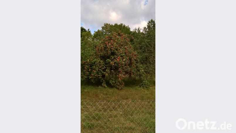 Dicht an Dicht hängen die Äpfel an den Bäumen am Ortseingang in Neustadt am Kulm und ziehen deren Äste zum Teil bis auf den Boden. Bild: rpp