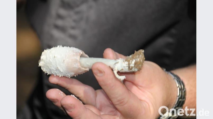 Der „Tintling“ sieht wie ein giftiger Pilz aus, ist aber gut genießbar, und schmeckt lecker. Bild: frd