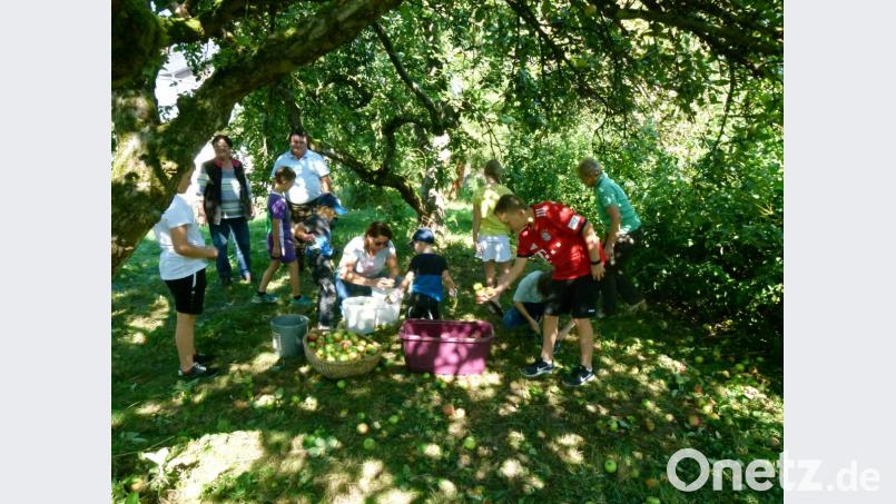 Unter Apfelbäumen finden sich die Mädchen und Buben zur nächsten Veranstaltung der Streuobstaktion des Obst- und Gartenbauvereins ein. Ernten ist angesagt Bild: rn