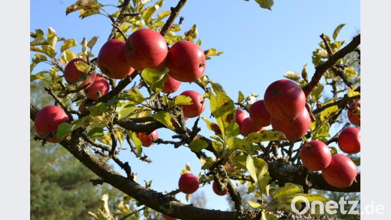 Reich tragen die Apfelbäume im Vereinsgarten. Bild: hcz