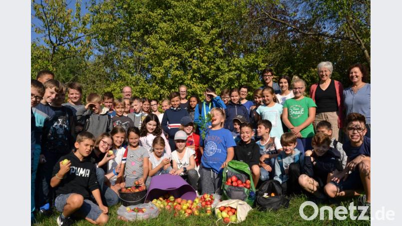 Renate Flauger (rechts) vom Obst- und Gartenbauverein ließ den Fünftklässlern des Kepler-Gymnasiums freien Lauf beim Pflücken. Bild: hcz