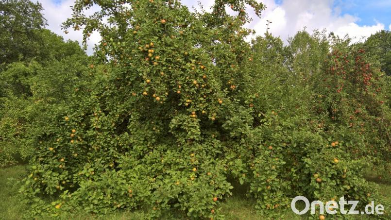 Dicht an Dicht hängen die Äpfel an den Bäumen am Ortseingang in Neustadt am Kulm und ziehen deren Äste zum Teil bis auf den Boden. Bild: rpp