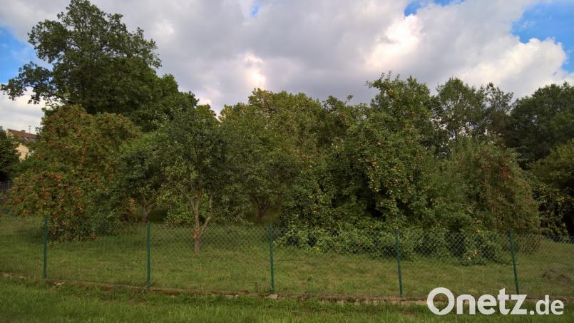 Dicht an Dicht hängen die Äpfel an den Bäumen am Ortseingang in Neustadt am Kulm und ziehen deren Äste zum Teil bis auf den Boden. Bild: rpp