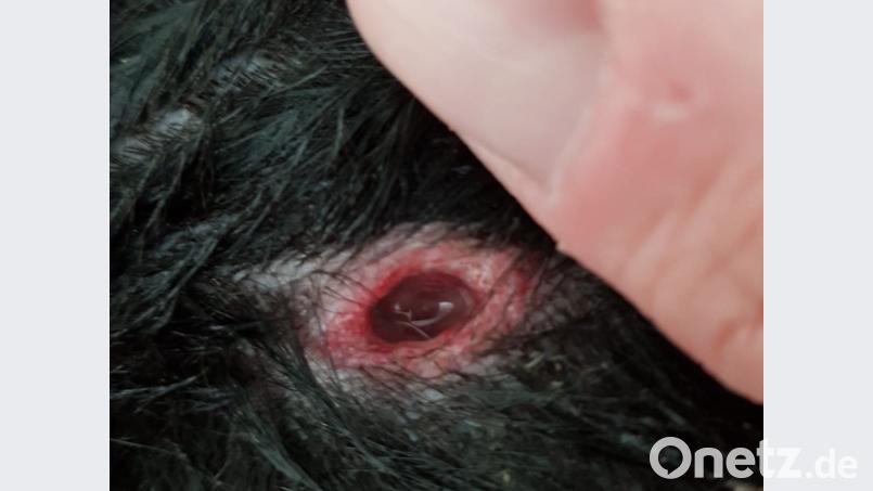Diese Wunde hat sich der angeblich angeschossene Hund am Hammerweg zugezogen. Bild: wd