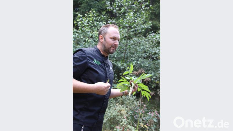"Wer kennt dieses Kraut?", fragt Andreas Meier. Ist es gar die „fette Henne“? Bild: frd