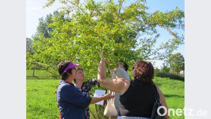 Beim Mirabellenbaum konnte niemand widerstehen, die kleinen süßen Früchte wurden sofort vernascht. Bild: ubb