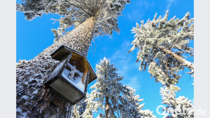 Auch Winterimpressionen im Steinwald hat Siegfried Steinkohl mit seiner Kamera eingefangen. In seiner 90-minütigen "Jahresreise" präsentiert er beeindruckende Momente und Ereignisse im Naturpark Steinwald. Bild: sds