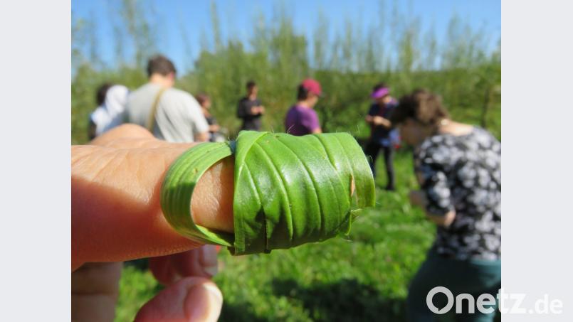 Spitzwegerichblätter einmal um die kleine Wunde gewickelt lässt ungeahnte Heilkräfte &quot;wachsen&quot;. Bild: ubb
