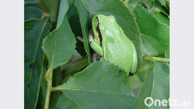 Der Laubfrosch bei seiner Kletterpartie. Bild: hou