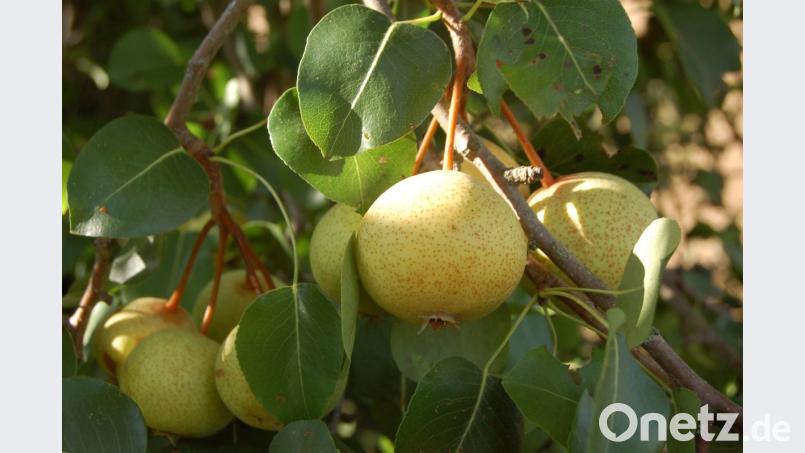 Diese Birnen sind die Früchte eines wild aufgegangenen Baumes bei Ohrenbach. Sie schmecken sehr aromatisch. Aus solchen Wildlingen können durch Zucht neue interessante Sorten entstehen. Bild: B. Ströll