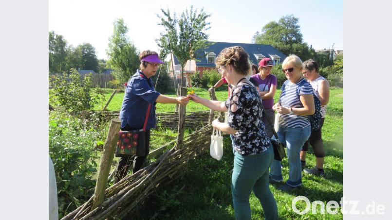 Auch viele Blumenstände der Wildkräuter können in der Küche verwendet werden. Ulrike Gschwendtner (li.) pflückte einige davon zur Demonstration. Bild: ubb