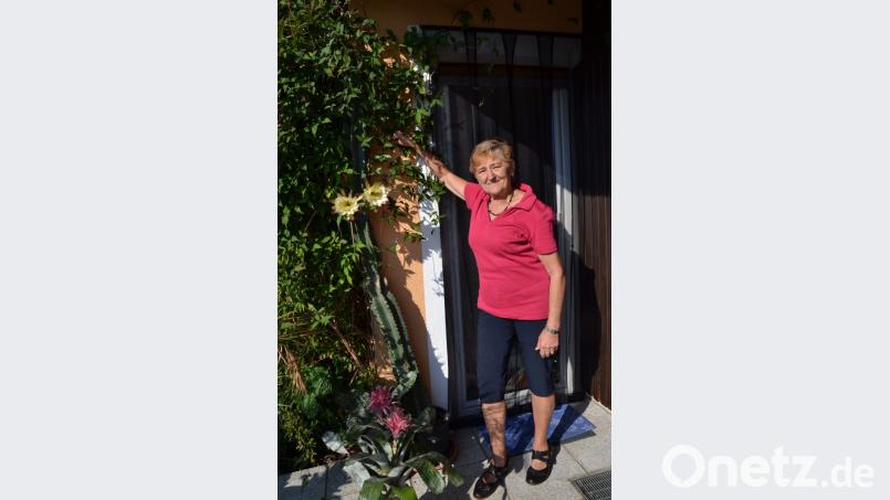 Annelies Rappl freut sich über die Blütenpracht der Königin der Nacht an ihrem über 2 m hohen Kaktus. Bild: gi