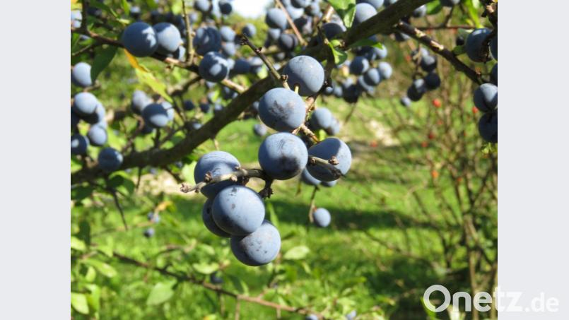 Die Schlehe ist in diesem Jahre besonders fleißig gewesen. Ulrike Gschwendtner rät, sie einzufrieren, wenn es schnell gehen soll. Denn die Früchte sind erst nach einem ersetn Frost genießbar. Bild: ubb