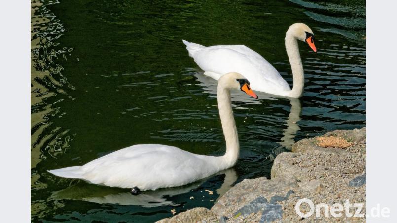 Der Schwan (vorne) und das Weibchen verstehen sich auf Anhieb prächtig. Bild: tu