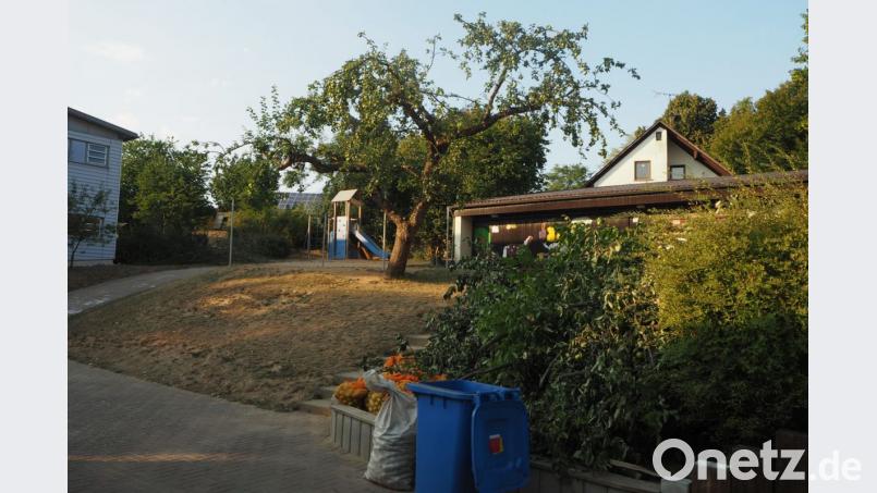 Der Apfelbaum wurde aufgrund der schweren Apfellast und der Gefahr abbrechender Äste gestutzt. Bild: gz