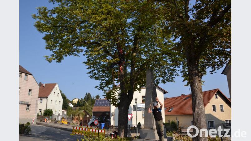 Bei einer Baumpflegemaßnahme geht es den beiden Bäumen am Kirchplatz in Burgtreswitz an die Krone. Bild: gi