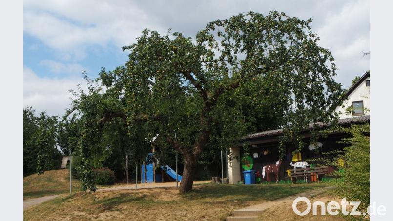 Schwer zu tragen hat in diesem Jahr der Apfelbaum im Kindergarten. Bild: gz