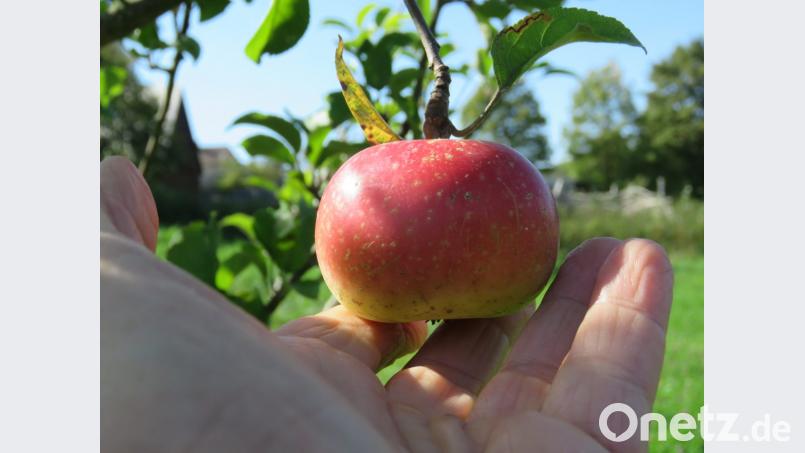 Dieser kleine Apfel ist eine 1200 Jahre alte Sorte und wächst nur im Geschichtspark. Jeden Tag sollte ein Apfel gegessen werden, sagte die Fachfrau. Bild: ubb