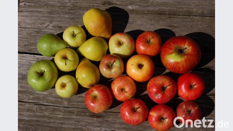 Zusammenstellung üblicher Sorten aus dem Obstgarten. Bild: B. Ströll