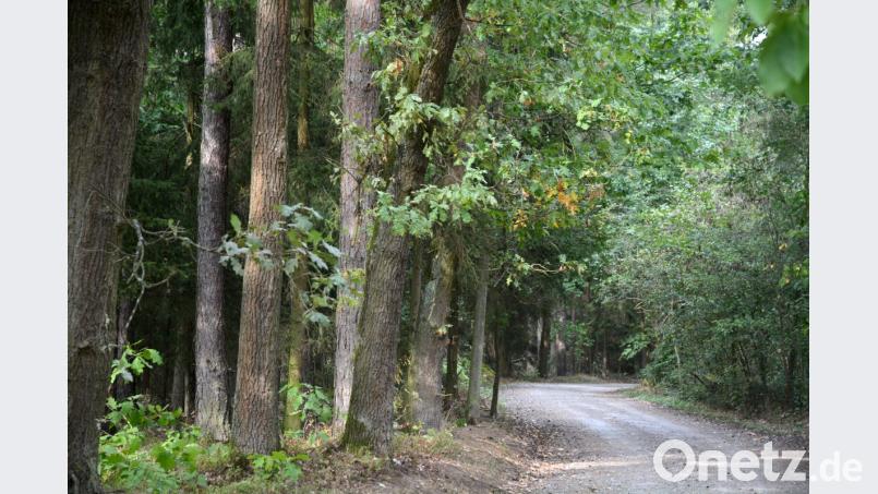 Ein paar 100 Meter weg von der Stelle, an der eventuell ein Hund angeschossen worden ist, fand die Polizei Zielscheiben im Wald. Der Ort ist unweit von Altenstadt entfernt. Bild: Gabi Schönberger