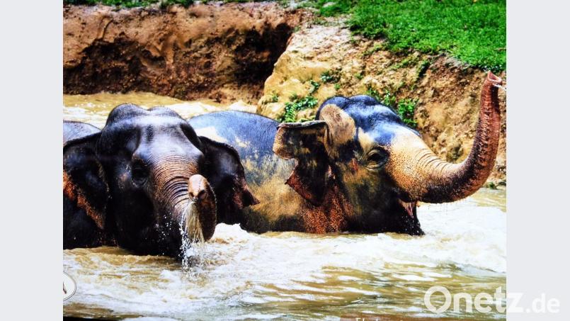 Den Blick auf die Situation des asiatischen Elefanten lenken will das Tourismus-Projekt &quot;Elephant Hills&quot;. Die ist dramatisch schlecht. Bild: bz