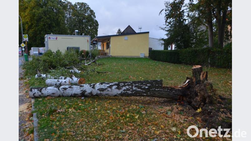 Der Birkenbaum knickte um und stürzte an der Waidhauser Straße auf ein geparktes Auto. Bild: dob