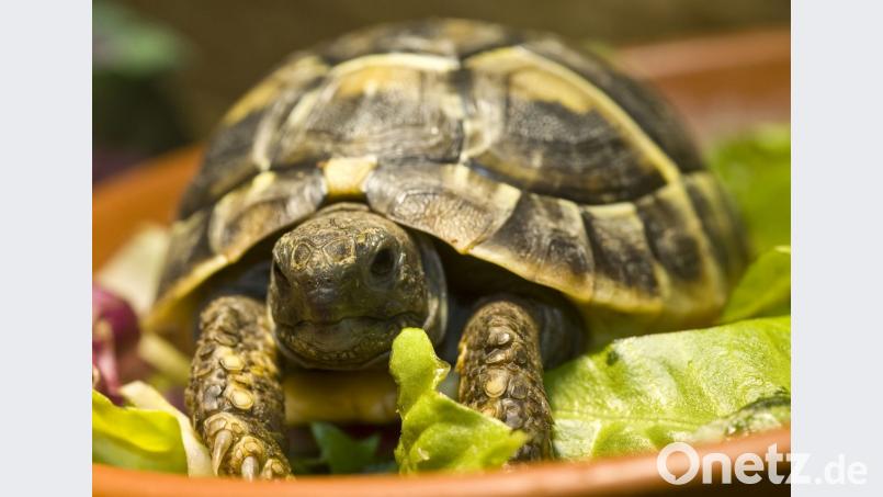 So sieht sie aus, eine Griechische Landschildkröte. Ein Altenstädter vermisst sie seit Donnerstag. Bild: Jens Schierenbeck/dpa