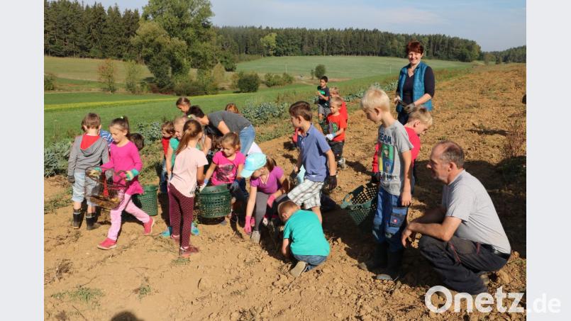 Die Kinder auf dem Feld beim Erdäpfel suchen und ernten. Bild: gru