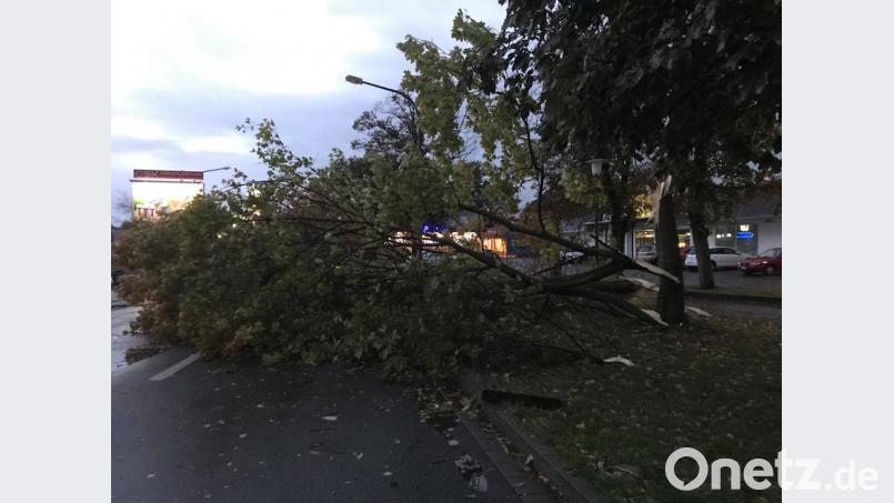 Dieser Baum knickte durch den Sturm in der Unteren Bauscherstraße in Weiden um. Bild: Reinhold Bortner
