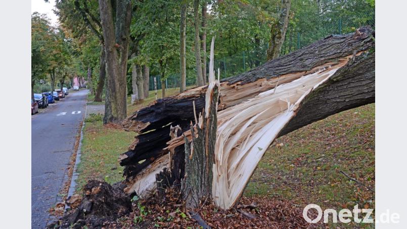 Die alte Linde hält dem Sturm am Sonntagabend nicht stand. Bild: Gabi Schönberger
