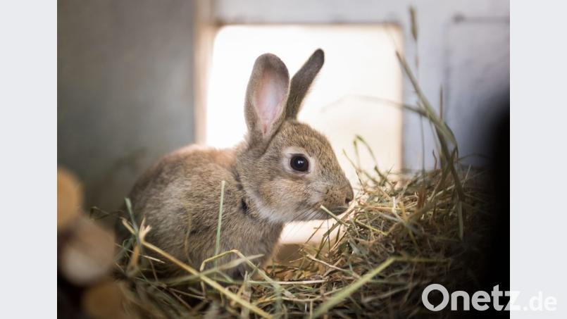 In Vilseck hat jemand drei Hasen aus einem Stall gestohlen. Bild: Alexander Heinl/dpa