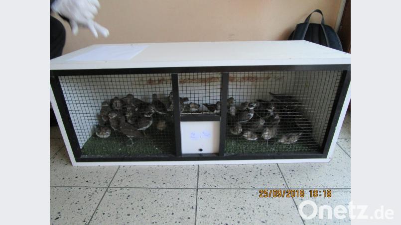 Auch verschiedene Arten von Limikolen sollten über die Grenze geschmuggelt werden. Bild: Grenzpolizei Selb